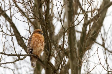 Yetişkin bir Buteo Lineatus (kırmızı omuzlu şahin) kışın yapraksız uzun bir ağaca tünemektedir. Göğsünde parlak turuncu ve beyaz çizgiler ve Pençe adı verilen keskin pençeleri vardır..