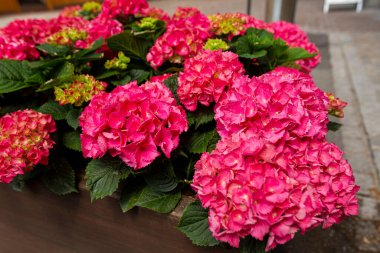 Hydrangea Macrophyllla 'nın dış mekândaki bir çiçek tarhındaki resmini kapatın. Tereddütlü (testere dişli) canlı pembe çiçekler farklı çiçek aşamaları ile korymbs içinde düzenlenir.