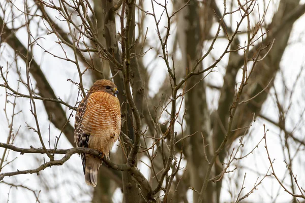 Adulto Buteo Lineatus Falcão Ombros Vermelhos Está Pousando Uma Árvore — Fotografia de Stock