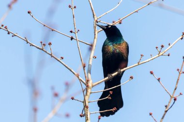 Mavi gökyüzüne karşı bir ağaç dalına tüneyen yetişkin bir erkek sığırcık (Quiscalus quiscula) görüntüsünü kapat. Bu kuşun parlak renkli siyah tüyleri var. Marylan 'da görüldü.