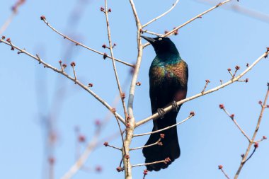 Close up isolated image of an adult male Common grackle (Quiscalus quiscula) perching on a tree branch against blue sky. This bird has black feather with vibrant glossy colors. Spotted in Marylan clipart