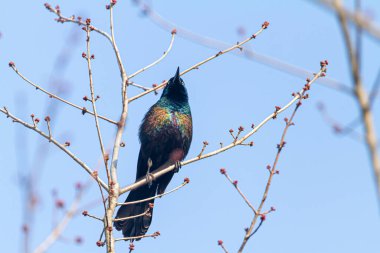 Close up isolated image of an adult male Common grackle (Quiscalus quiscula) perching on a tree branch against blue sky. This bird has black feather with vibrant glossy colors clipart