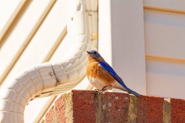 Yetişkin bir erkek Sialia Sialis (doğu mavisi), yanında çatı drenaj borusu olan bir evin kenarındaki tuğlaya tünemektedir. Bu, mavi tüylü ve kahverengi göbekli göçmen bir kuş.