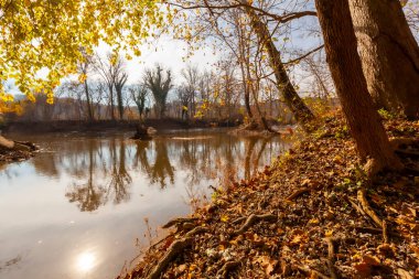Maryland ve Virginia arasındaki Potomac Nehri 'nin alçak açılı görüntüsü. Bu sonbahar manzarası, sakin sulardaki ağaçların ve güneşin yansımasını yansıtıyor. Düşen yapraklar çamurlu toprağı kaplar..