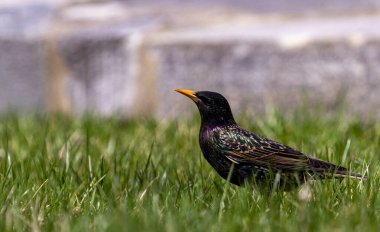 Sturnus vulgaris, Kuzey Amerika 'ya tanıtılan bir kuş türüdür. Bu açık alanlarda yaşayan, meyve ve böcek yiyen koyu renkli bir ötücü kuş.. 