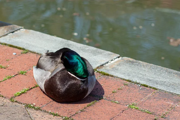 Eine Niedliche Stockente Ruht Einem Sonnigen Tag Auf Dem Kopfsteinpflaster — Stockfoto