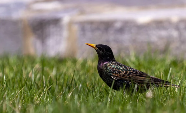 Sturnus Vulgaris Ist Ein Singvogel Der Nach Nordamerika Eingeschleppt Wird — Stockfoto