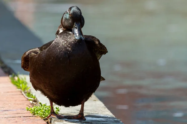 Nahaufnahme Isolierte Frontansicht Einer Stockente Die Rande Des Bürgersteigs Einem — Stockfoto