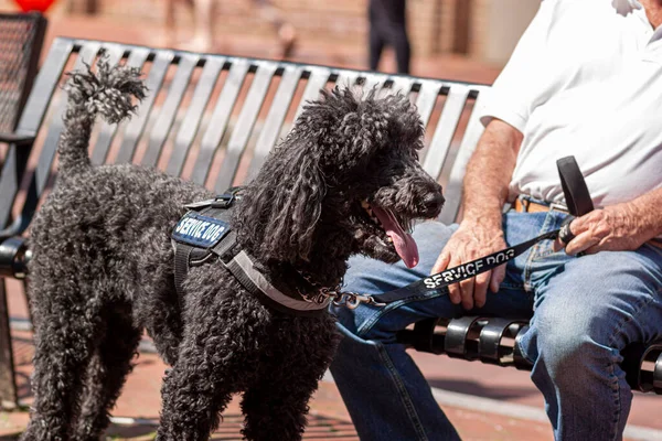 Siyahi bir kaniş köpeğinin resmi. Özürlü, beyaz ve yaşlı bir adama yardım etmek için eğitilmiş. Yaşlı adam bir bankta otururken köpeğin tasmasını tutuyor. Köpek beklemede..