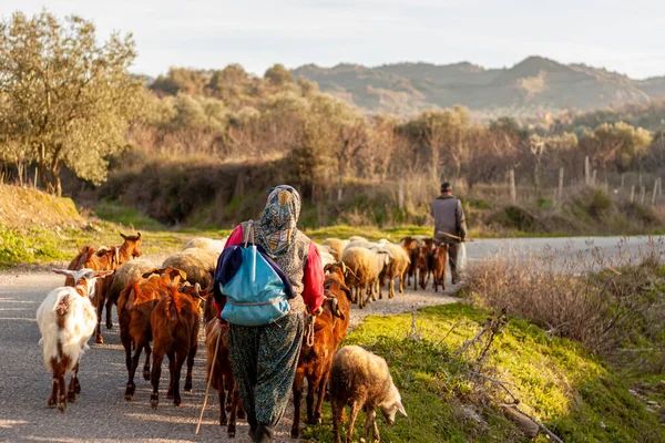 Two Villagers Bringing Herd Back Grazing End Day Rural Area — Stock Photo, Image