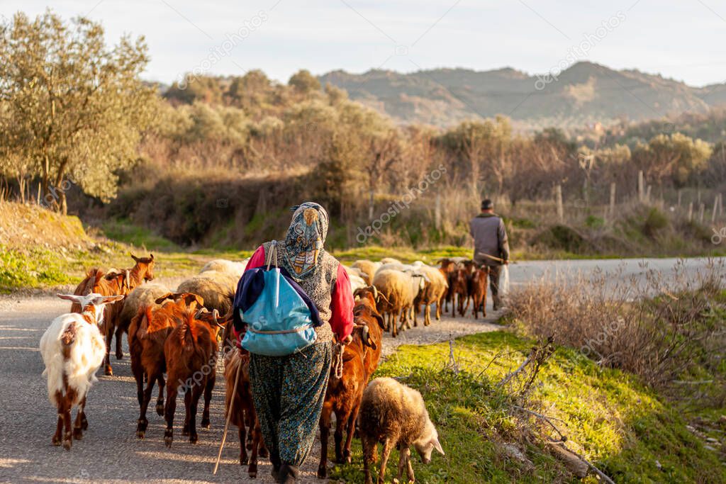 Two villagers are bringing the herd back from grazing at the end of the day. A rural area in western Anatolian region of Turkey near Manisa province. Villagers wearing traditional clothes 