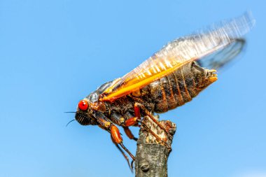 Brood X group of periodical cicadas emerge synchronously every 17 years. This group is known as Great Eastern Broods. Newly emerged adult swinging wing before  flying off a wooden stick clipart