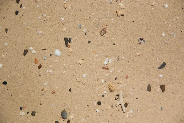 Морські мушлі на піску — стокове фото