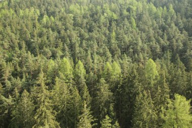 Ladin yeşil arka plan