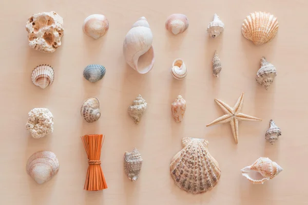 Декоративная композиция из ракушек и моллюсков — стоковое фото
