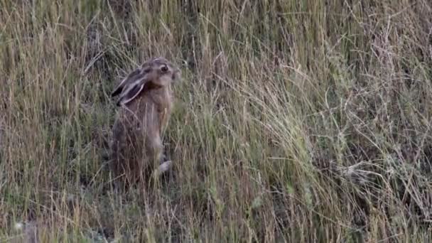 在字段中吃草的棕色野兔 — 图库视频影像