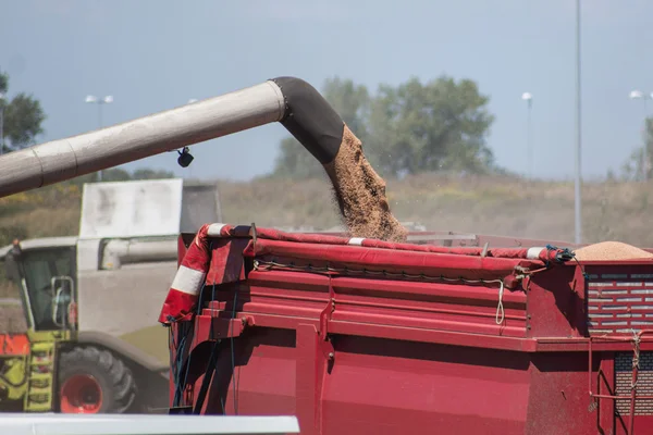 Sklízecí mlátička přenos čerstvě sklizené pšenice do jeho soupravy s přívěsem — Stock fotografie