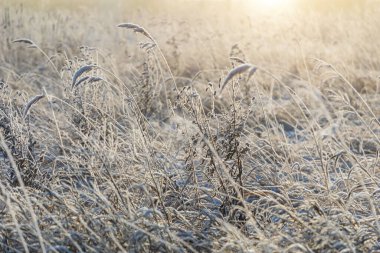 Güneş doğarken, Sibirya, Rusya 'da kışın kuru çimen dallarını beyaz, pırıl pırıl buz kaplar.