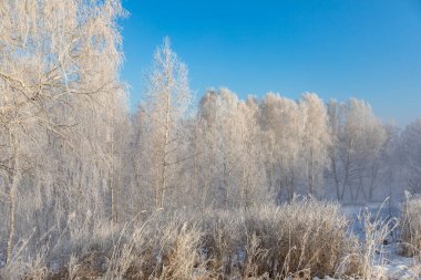Huş ağaçları mavi gökyüzüne karşı kırağı ve karla kaplıdır. Soğuk kış manzarası, Sibirya, Rusya