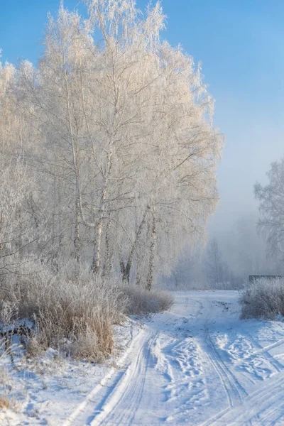 Birken sind mit Raureif und Schnee vor blauem Himmel bedeckt. Winter frostige Landschaft, Sibirien, Russland — Stockfoto