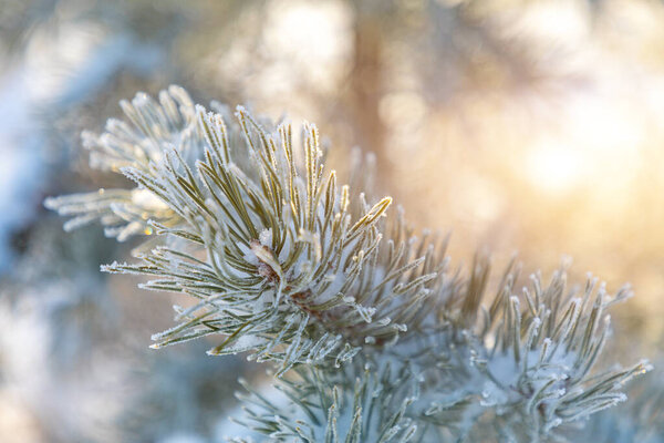 Pine branches covered with hoarfrost in winter during sunrise, Siberia, Russia