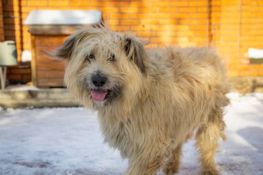 Güneşli bir günde kulübenin yanında güzel beyaz bir köpek. Bir hayvan için ev