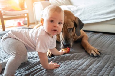 Küçük kız, büyük köpekle beyaz renkli oturma odasında oynuyor. Köpek fileto brasileiro cinsidir. Yaşam tarzı, çocukluk, yetiştirilme kavramı