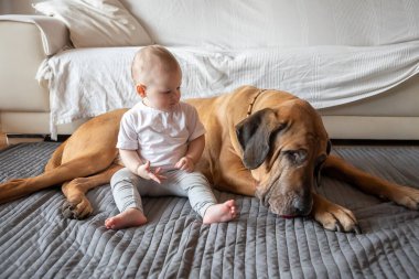 Küçük kız, büyük köpekle beyaz renkli oturma odasında oynuyor. Köpek fileto brasileiro cinsidir. Yaşam tarzı, çocukluk, yetiştirilme kavramı