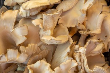 Türkiye 'nin Antalya kentindeki Türk pazarında satılık istiridye mantarları