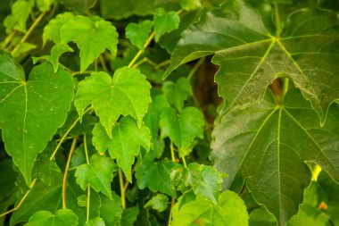 Bir sürü sarmaşık kaplaması duvar, doğal arkaplan
