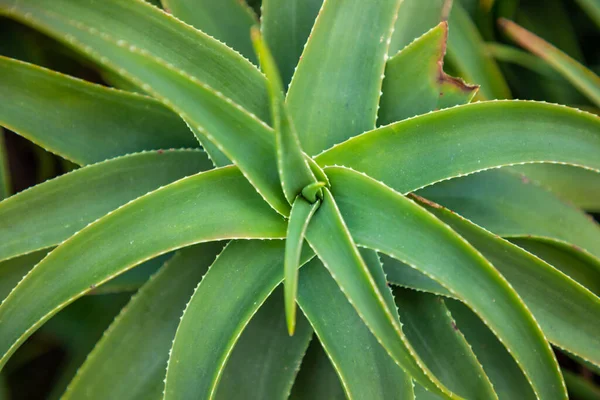 Cactus Leaf Pattern, зеленый фон алоэ, Хорватия — стоковое фото