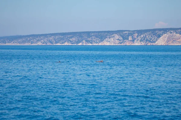 Gruppo di delfini selvatici in mare adriatico vicino alla costa croazia — Foto Stock