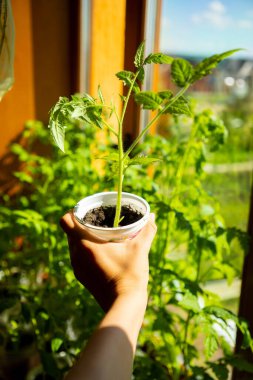Pencerenin yanındaki filizlenme tepsisinde filizlenen genç yeşil filizler. Küçük saksılarda tohum ekiyorum. Evde sebze çiftliği var.