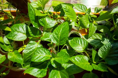 Pencerenin yanındaki filizlenme tepsisinde filizlenen genç yeşil filizler. Küçük saksılarda tohum ekiyorum. Evde sebze çiftliği var.