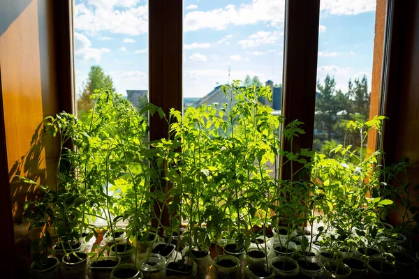 Молодые зеленые ростки саженцев в подносе для рассады у окна. Семена, растущие в маленьких горшках. Овощные плантации в доме — стоковое фото