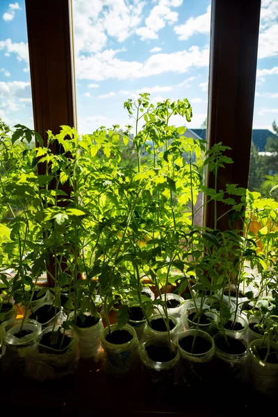 Brotes de plántulas verdes jóvenes en bandeja de plántulas cerca de la ventana. Plantar semillas que crecen en macetas pequeñas. Plantación vegetal en casa — Foto de Stock