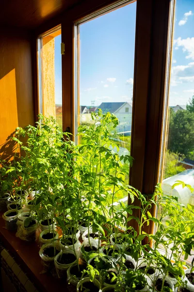 Νέοι πράσινοι βλαστοί σπορόφυτων σε δίσκο σπορόφυτων κοντά στο παράθυρο. Φυτεύοντας σπόρους που αναπτύσσονται σε μικρές γλάστρες. Φυτεία λαχανικών στο σπίτι — Φωτογραφία Αρχείου