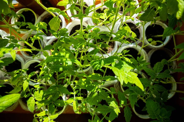 Brotes de plántulas verdes jóvenes en bandeja de plántulas cerca de la ventana. Plantar semillas que crecen en macetas pequeñas. Plantación vegetal en casa — Foto de Stock