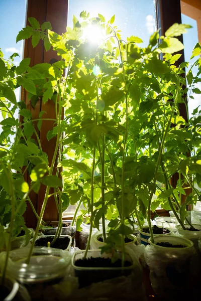 Brotes de plántulas verdes jóvenes en bandeja de plántulas cerca de la ventana. Plantar semillas que crecen en macetas pequeñas. Plantación vegetal en casa — Foto de Stock