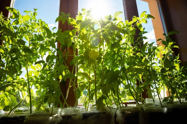 Brotes de plántulas verdes jóvenes en bandeja de plántulas cerca de la ventana. Plantar semillas que crecen en macetas pequeñas. Plantación vegetal en casa — Foto de Stock