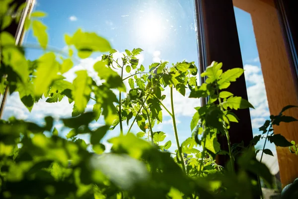 Молодые зеленые ростки саженцев в подносе для рассады у окна. Семена, растущие в маленьких горшках. Овощные плантации в доме — стоковое фото