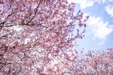 Prag 'da ilkbaharda çiçek yaprakları ve mavi gökyüzü olan pembe kiraz ağacı dallarına yakın çekim