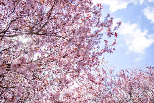 Closeup of pink cherry blossom tree branches with flower petals in spring in Prague and blue sky — Stock Photo, Image