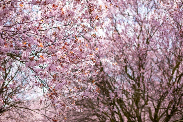 Fechar-se de ramos de árvore de flor de cereja rosa com pétalas de flor na primavera em Praga e céu azul — Fotografia de Stock