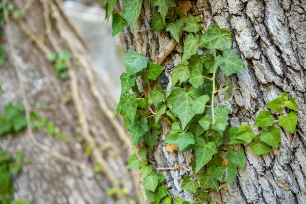 Ivy sur écorce d'arbre aux ruines de Termessos près d'Antalya, Turquie — Photo