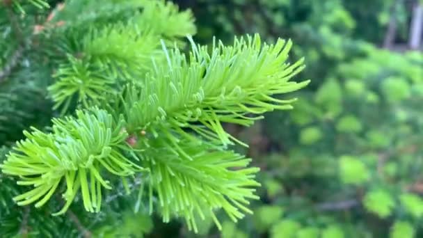 Parlak yeşil ladin dalları, Rusya 'nın vahşi orman doğasında rüzgarda sallanıyor. — Stok video