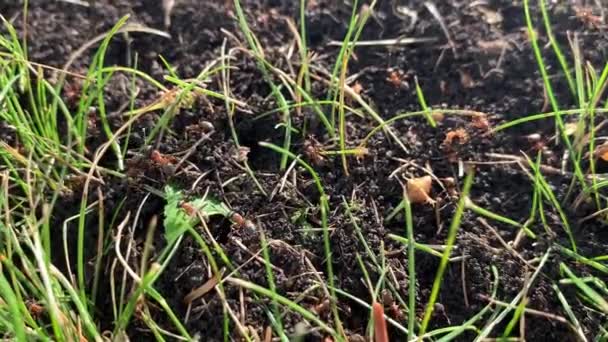 Röda myror arbetar, insekter bygga myrstack vid solnedgången ljus, närbild video — Stockvideo