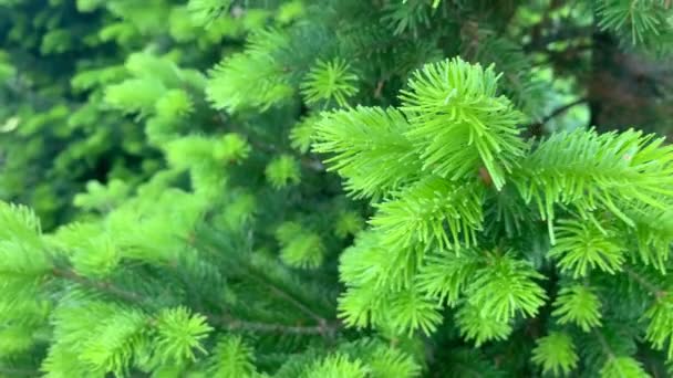 Parlak yeşil ladin dalları, Rusya 'nın vahşi orman doğasında rüzgarda sallanıyor. — Stok video