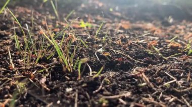 Kırmızı karıncalar çalışıyor, böcekler gün batımında karınca yuvası yapıyor, video kapanıyor.