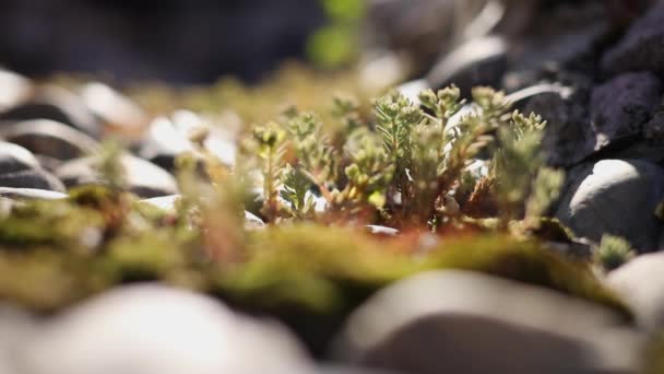 Sukulenty rosnące wśród kamieni, rośliny nieuprawiane w przyrodzie, Syberia — Wideo stockowe